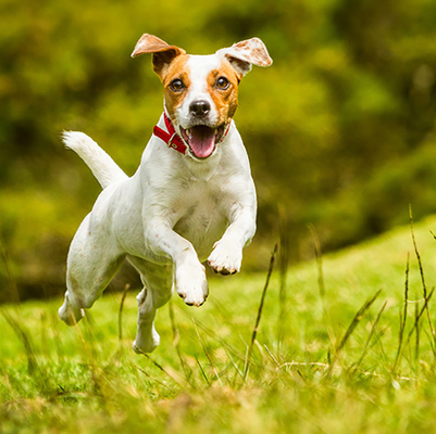 Producto alimenticio de la salud del animal doméstico del cuidado del suplemento del polvo blanco del OEM