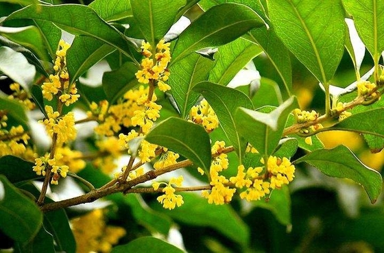 Reemplazo saludable de hojas orgánicas naturales para té Osmanthus Black Tea
