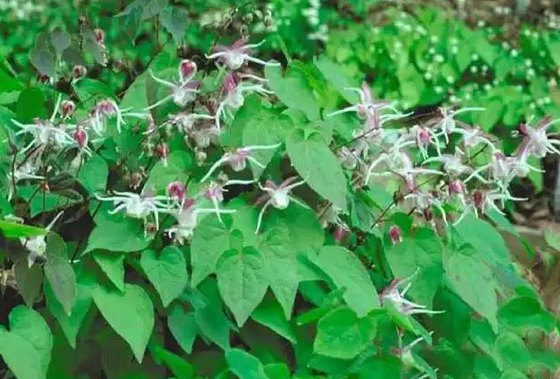 El colágeno de la biotina de la etiqueta privada cae al OEM córneo de la semana de la cabra del Epimedium