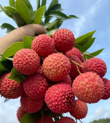Compras al por mayor de bebidas sólidas de alta calidad Jugo de lichi en polvo Lichi en polvo Litchi en polvo